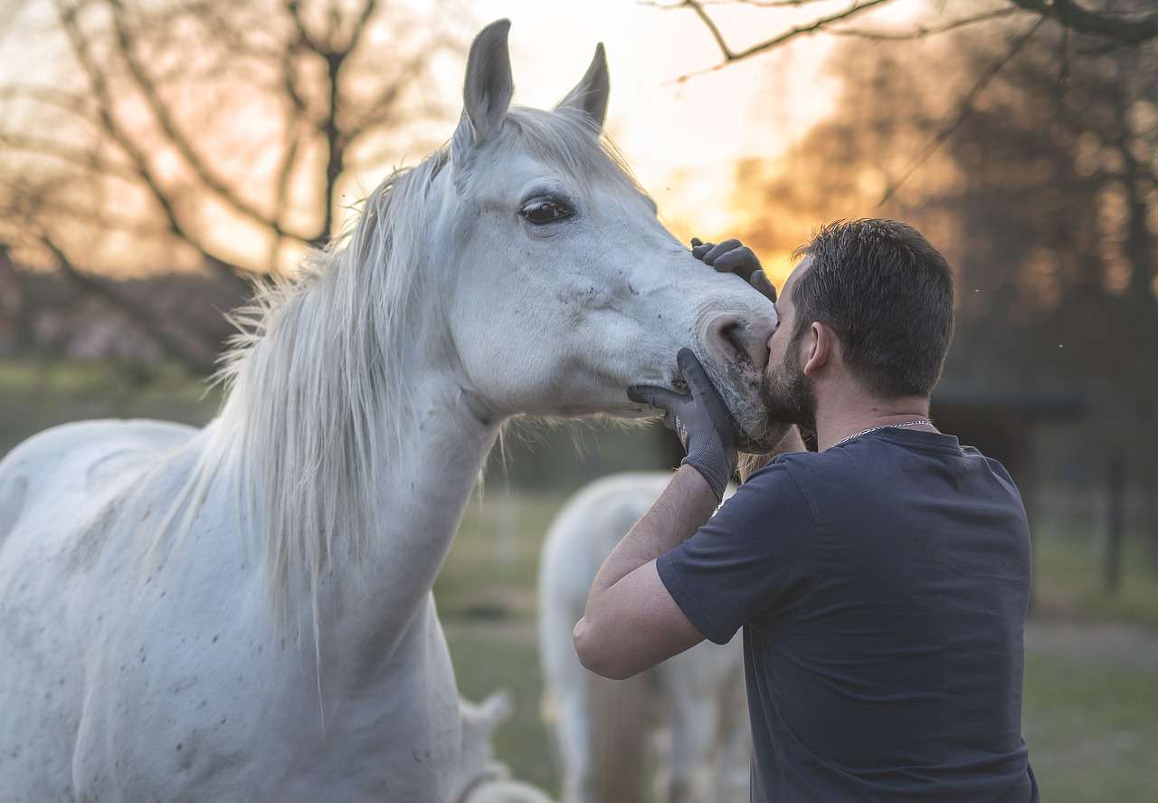 arabian horse, horse, man-5249583.jpg